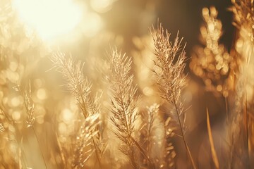 Obraz premium Close up of golden wheat ears in soft sunlight.