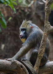 Mandrillus sphinx in the zoo 
