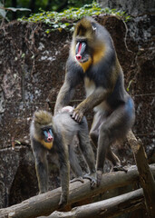 portrait of a baboon Mandrillus sphinx