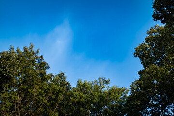 青空と緑の木々
