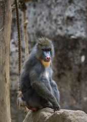 portrait of a baboon Mandrillus sphinx