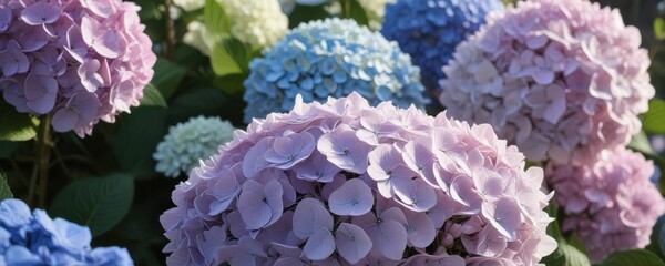 Close-up of hydrangeas and other garden flowers, showcasing delicate petals and textures , natural, bloom, petal