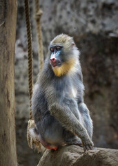 portrait of a baboon Mandrillus sphinx