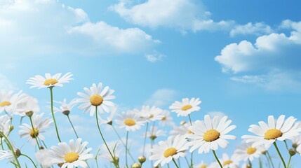 Beautiful Chamomile Flowers against Sky