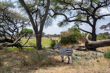 View of Tarangire National Park
