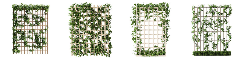 Vertical green plant wall made of climbing vines creepers and lush foliage in an outdoor garden backyard or landscape environment  Natural botanical for architecture interior and exterior design