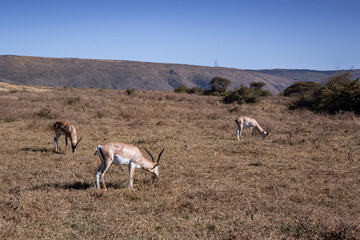 Naklejka premium View of the Ngorongoro Crater National Park