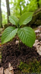 Lush Green Sapling Growing in Forested Area Nature Photography Close-Up View Vibrant Environment Symbol of Renewal