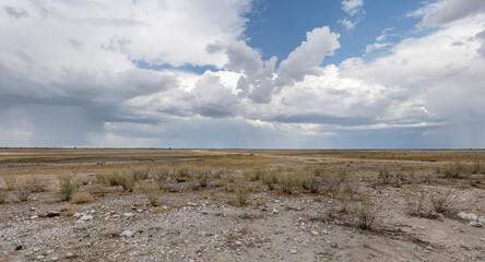 road in sweet grassveld on lime countryside, near Rietfountain waterhole, Etosha, Namibia