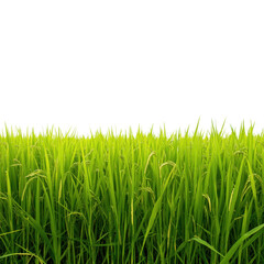 Vibrant Green Rice Field Serenity on Transparent Background