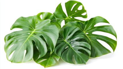 Obraz premium Lush green monstera leaves on white background, ideal for design