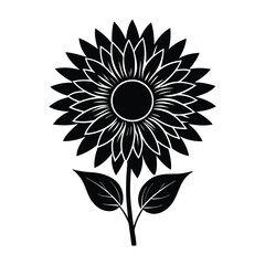 sunflower on black background