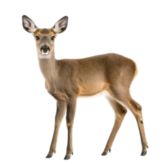 Rolgordijnen Graceful Female Roe Deer in Natural Isolated Setting on Transparent Background © Popimagi
