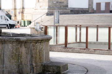 a seagull in the fountain of a city. Galicia Spain