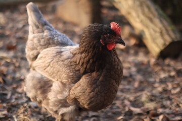Königsberger Henne, Hybridhuhn