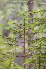 New Growth Pine Trees in coastal Maine forest