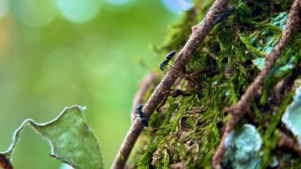 Ants on a Mossy Branch