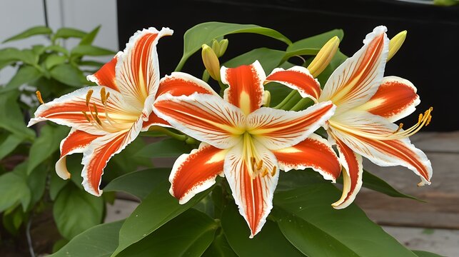 Striking Trio of Orange and White Striped Amaryllis Flowers in Full Bloom Displaying Vibrant Colors