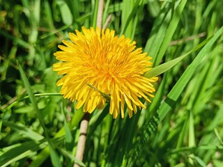 Flower of dandelion 