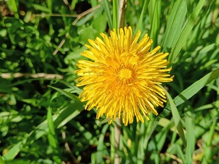 Dandelion flower 