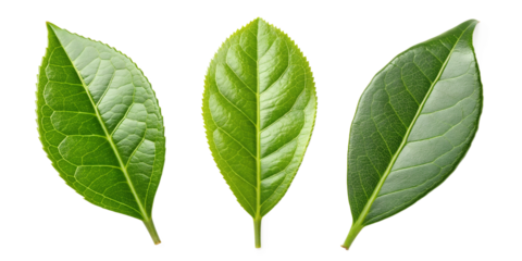 Green Tea Leaf on White Background, Natural Tea Leaf, Herbal Design, Organic Tea Concept, PNG Transparent