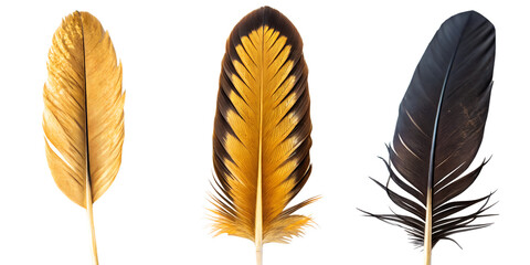 Golden and Black Bird Feather, Exotic Feather Design, Stylish Feather, Unique Feather Texture, PNG Transparent
