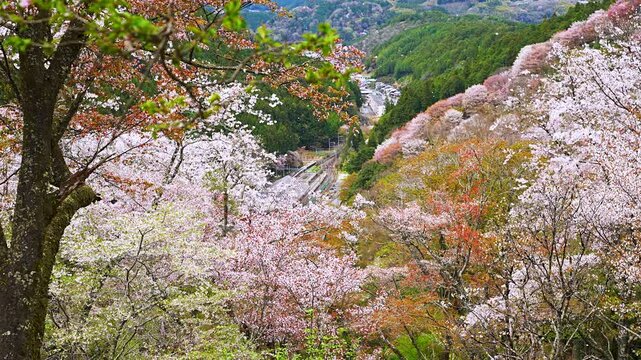 A flurry of falling cherry blossom petals at Mount Yoshino Shimo-senbon area and Yoshino Station with cherry blossoms in full bloom