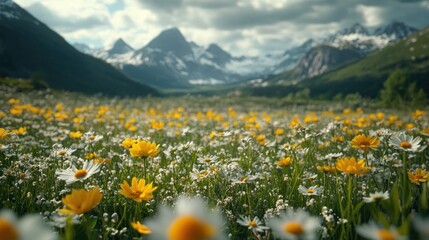 Fototapeta premium Mountain meadow wildflowers summer scenic travel poster