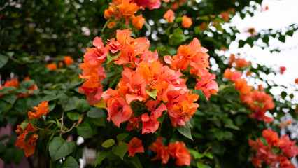 Beautiful orange flower in the garden