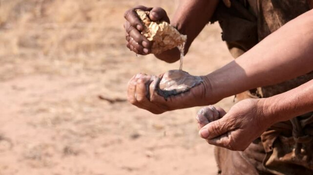 Closeup footage of Khoisan man makes soap by rubbing twigs of the Ganna bush with water