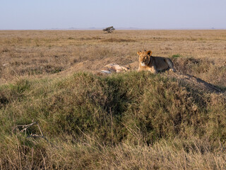 view of the Serengeti National Park