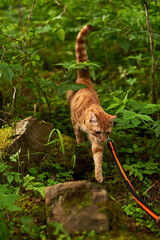 Ginger cat on a leash walking through dense green forest, stepping carefully over mossy rocks,...