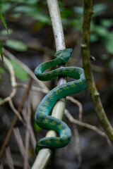 green snake on tree