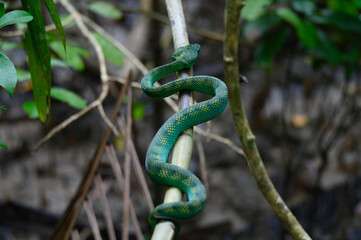 green snake in the tree