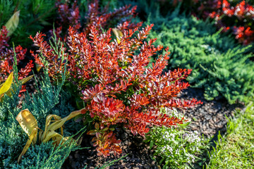 Red and green plant in the flowerbed in the garden, stock photo