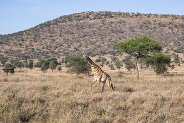 view of the Serengeti National Park