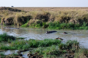 view of the Serengeti National Park