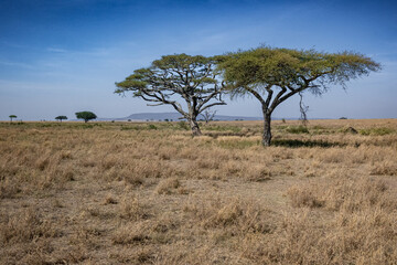 Obraz premium view of the Serengeti National Park
