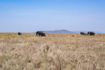 view of the Serengeti National Park