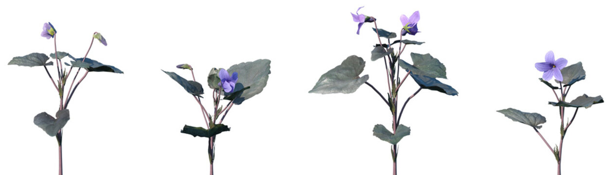 Set of Viola labradorica (commonly known as alpine violet, American dog violet, Labrador violet) flowering frontal isolated png on a transparent background perfectly cutout high resolution