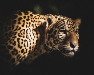 Young male jaguar