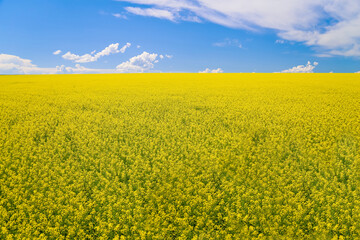  Aerial view of a blooming rapeseed field with blue sky