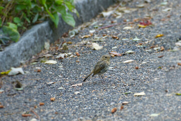 Juvenile European robin (Erithacus rubecula) sitting on a stone path in Zurich, Switzerland