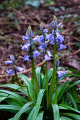 Woodland Bluebells