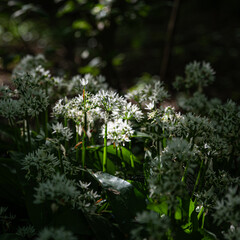 Wild Garlic in shaded woodland