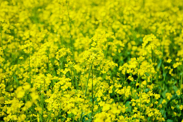 Obraz premium Rape blossoms in full bloom in the field of rape