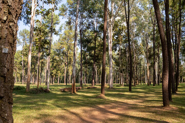 Serene forest landscape at Intakin Silvicultural Research Station in Mae Taeng, Chiang Mai, Thailand.