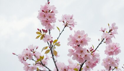 Cherry Blossoms Bloom