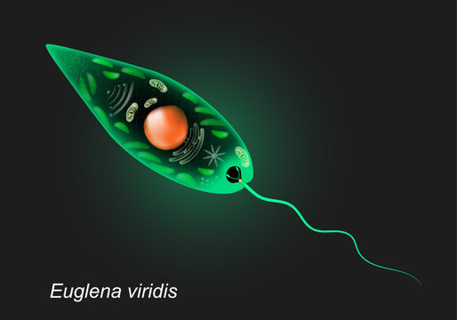 Euglena viridis. Unicellular organism on dark background.