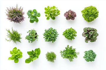 Obraz premium Selective focus garden plant isolated on white background, Set of varies decoration plant in backyard garden.